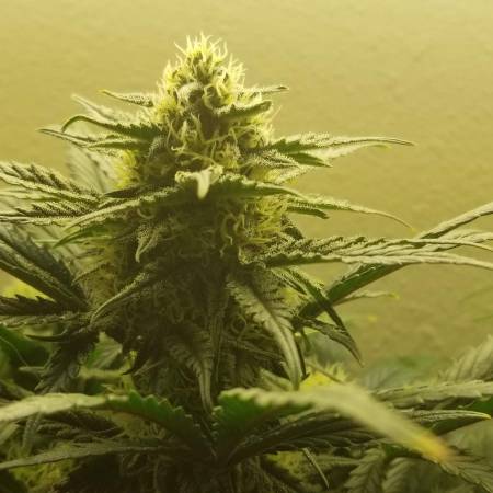 2018 LED Closet Grow - Girl Scout Cookie