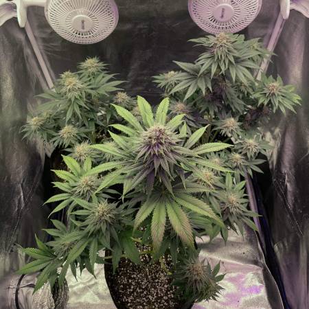 ETHOS Genetics Crescendo RBX1 Grow Diary (journal) Week8 By ...