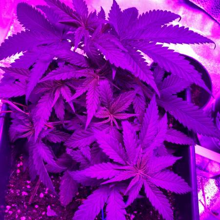 300w Envirogro Super Cool Cfl Lamp 14 000k By Lumii Grow Lamp Lighting Information Growdiaries