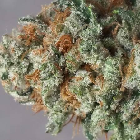 White Widow & OG Amnesia