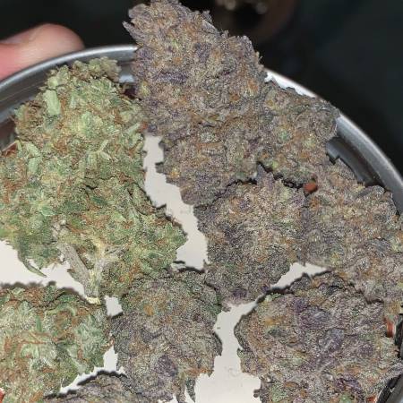 blackfire strain blackfire strain
