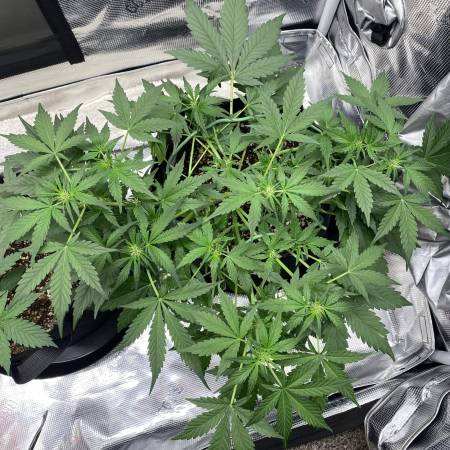 Seedsman Larry Lemon OG Auto, Seedsman Amnesia Auto, Magnum Auto 2 grow