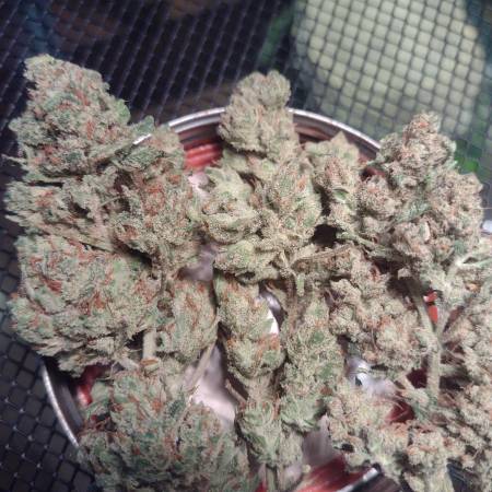 ethos grapes genetics growdiaries hammock autoflowers
