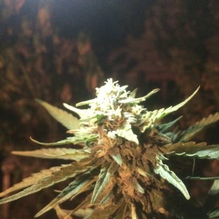 Girl Scout Cookies Exterior 