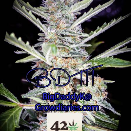 BDK DWC Fast Buds BDM