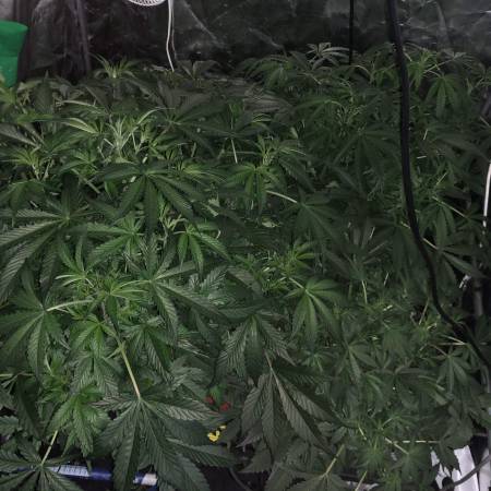 Stardawg by fast buds