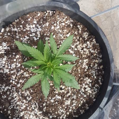 Fast Buds Blue Dream Auto, Fast Buds Gorilla Glue Auto Grow Diary ...