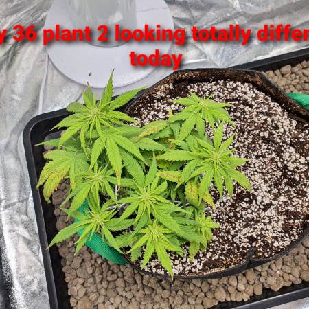 hypnos strain hypnos strain