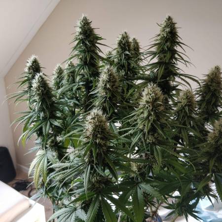 Moby Dick Led Moby Dick Led