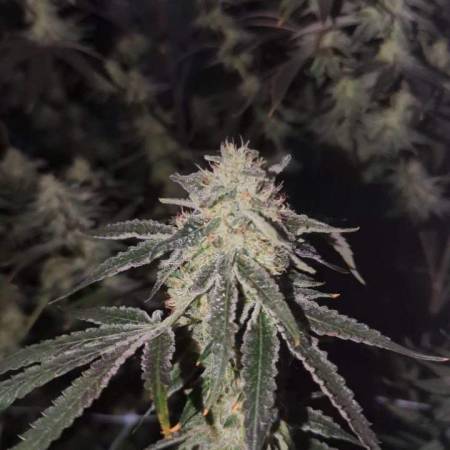 White Wedding Rbx Cannabis Flower at 222fullBuds in Samut Prakan - Weed in  Thailand