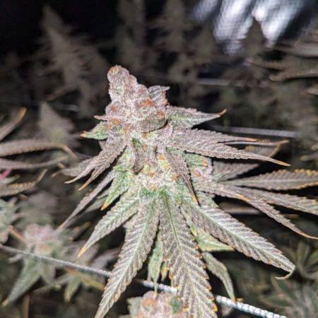 White Wedding Rbx Cannabis Flower at 222fullBuds in Samut Prakan - Weed in  Thailand