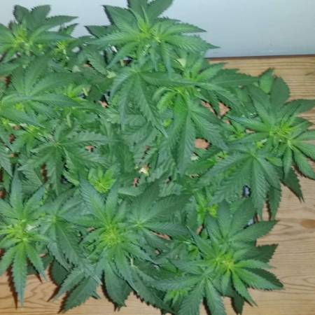 2 x manifold lemon amnesia Wilma clay