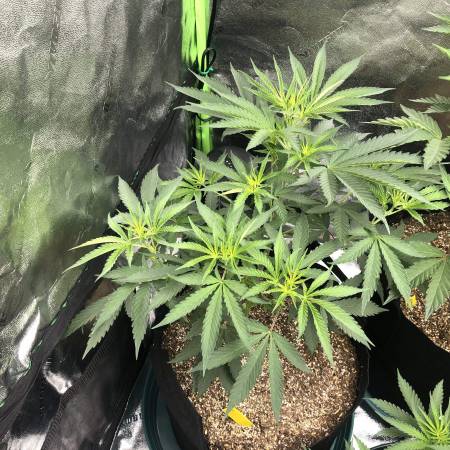 Peach Crescendo F-1 Strain Info / Peach Crescendo F-1 Weed By ETHOS ...