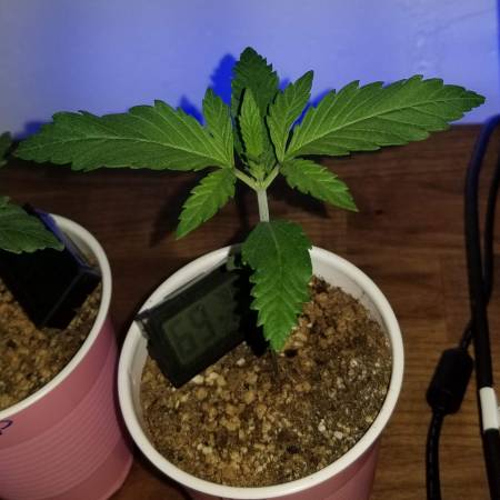 Green Point Seeds Ice Cream Punch, Pebble P grow journal week2 by