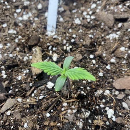 Seedsman Amnesia Auto grow diary (journal) week0 by The_Weed_House