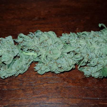 Lemon Juice Express Auto Strain Info / Lemon Juice Express Auto Weed By  Humboldt Seed Organization - GrowDiaries