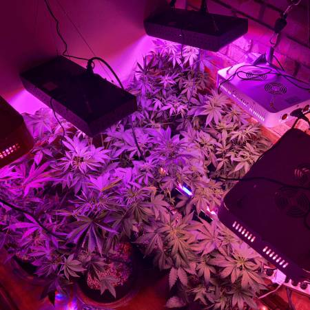 Purple Roc Berry Auto V2s Roc Bud Inc Genetics Strain Info Growdiaries