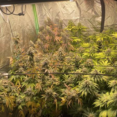 Bruce Banner 2.0 Strain Info / Bruce Banner 2.0 Weed By Crop King Seeds - GrowDiaries