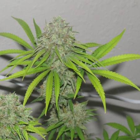 Arise #4 x JTR (Irie Genetics), Irie Genetics Testers (Nov. 2021) grow ...