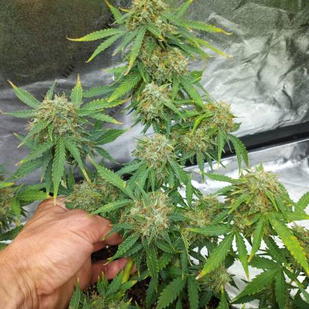 Zkittlez auto авто