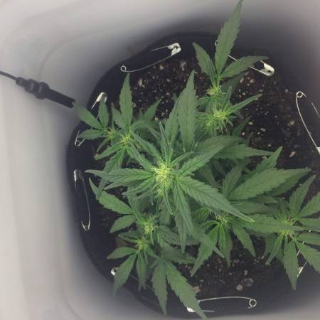 First SpaceBucket Grow