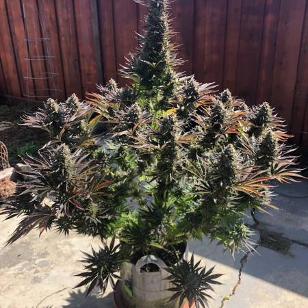 Purple Berry Kush Spliff Seeds Strain Info Growdiaries