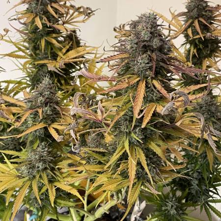 Bruce banner auto monster genetics как растить