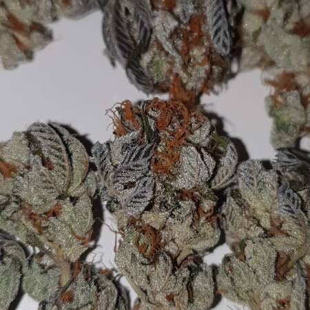 Hella Jelly Strain Info / Hella Jelly Weed By Humboldt Seed Company ...