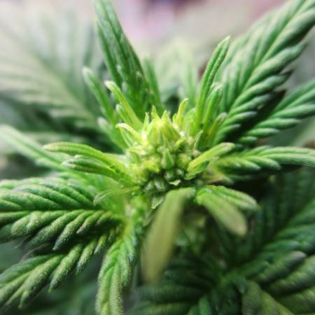 Cannabis Autoflower Growers 2 liter grow