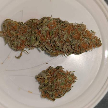 Kalashnikov Seeds Kalashnikov Express grow diary (journal) harvest20 by  frank98 - GrowDiaries