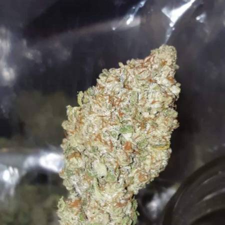 Fast Buds - Star Dawg