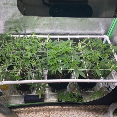 Sensi Seeds Northern Lights, Reserva Privada The OG #18, Paradise Seeds ...