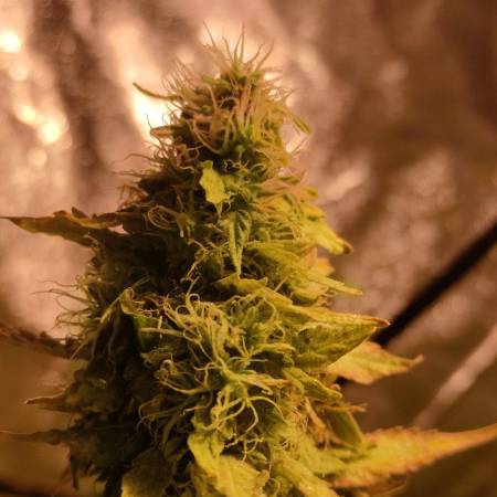 Fast Buds FBPHP02 Grow Diary (journal) Harvest10 By CanarianGrow92 ...