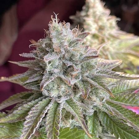Jack Herer Strain Info / Jack Herer Weed By Green House Seed Co. -  GrowDiaries