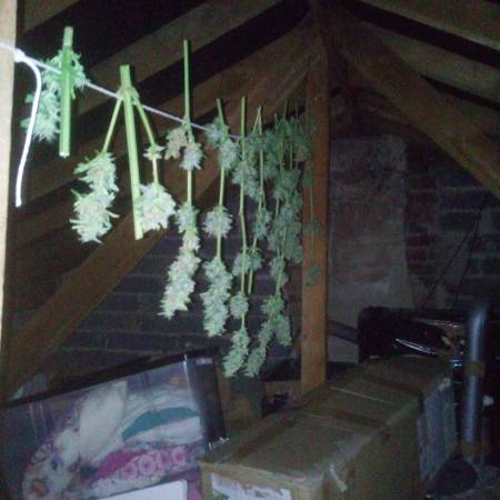 Wing it in an English green house