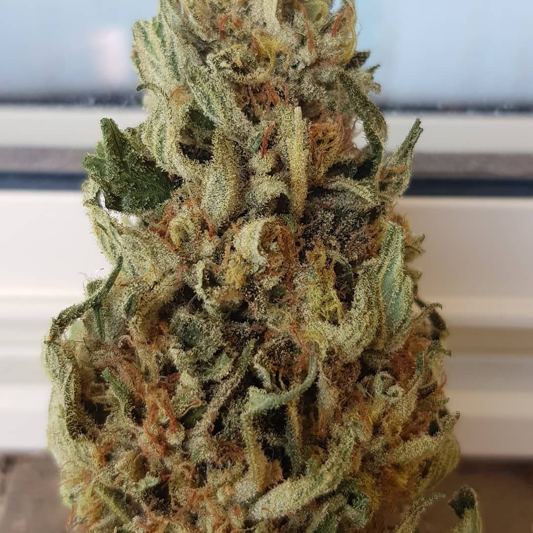 Candy Cane Strain Info / Candy Cane Weed By In House GrowDiaries