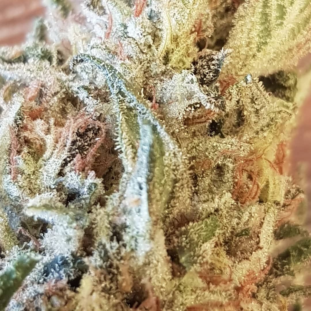 Candy Cane Strain Info / Candy Cane Weed By In House GrowDiaries