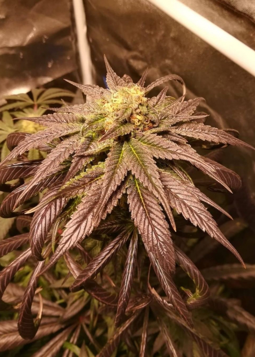 Gelato x Purple Punch / Philosopher Seeds strain info GrowDiaries