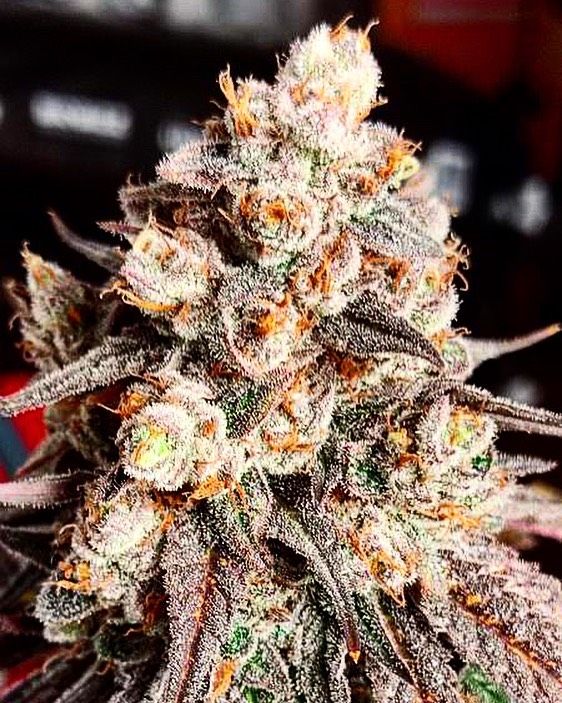 Gelato x Purple Punch Strain Info / Gelato x Purple Punch Weed By