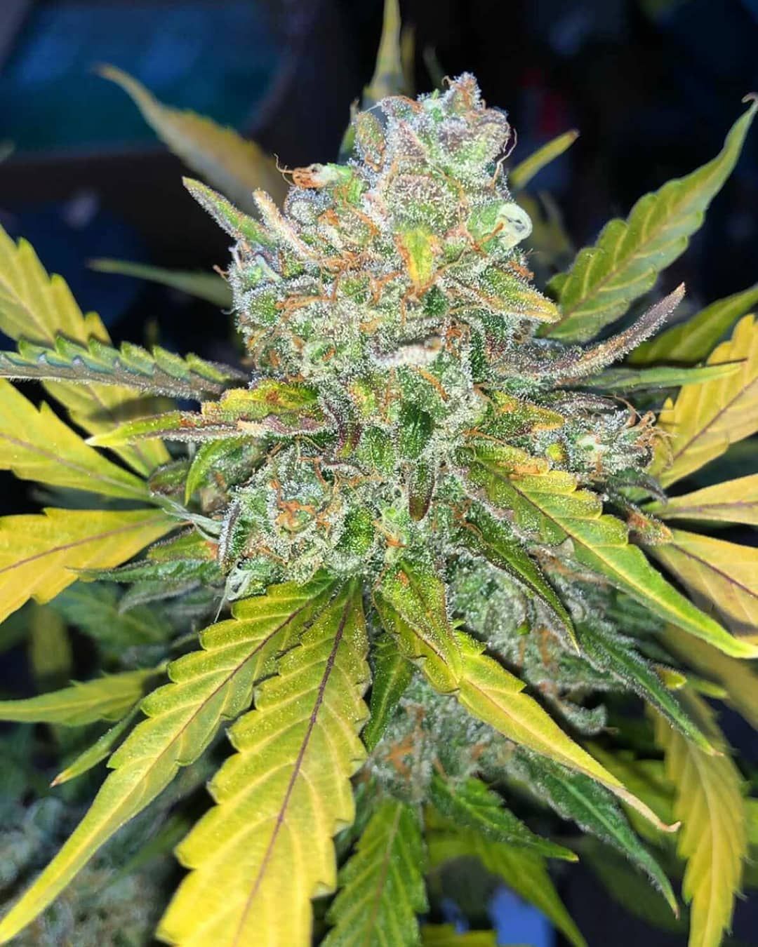  Purple  Sunset  Auto Philosopher Seeds  strain  info 