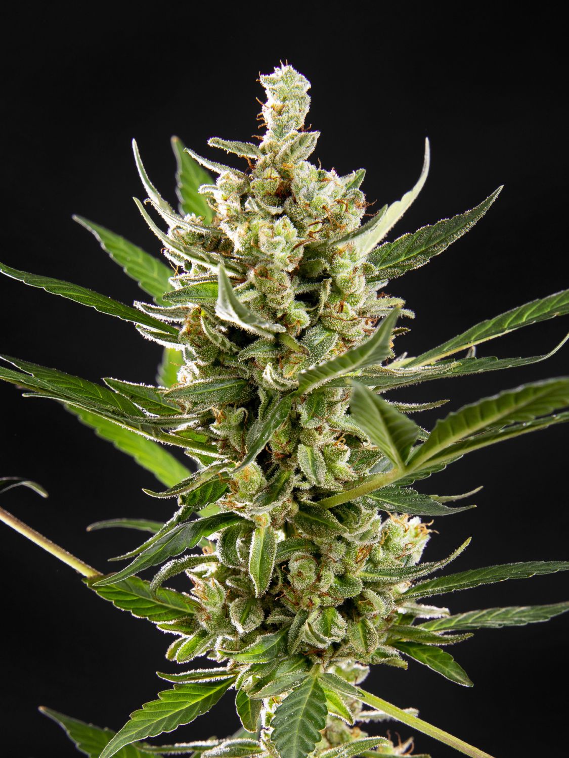 Wedding Cake Auto / Philosopher Seeds strain info - GrowDiaries