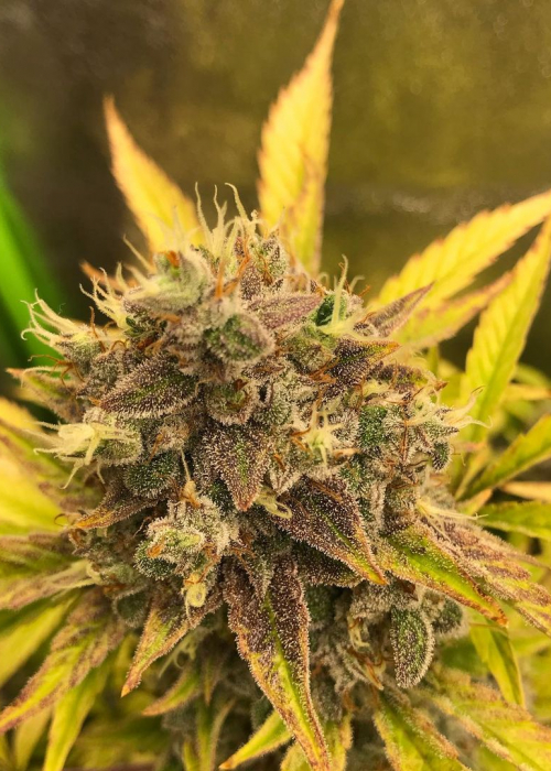 Purple Roc Berry Auto V2s Roc Bud Inc Genetics Strain Info Growdiaries