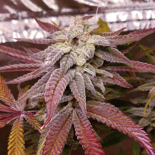 Mike's Strawberry Lemonade Strain Info / Mike's Strawberry Lemonade