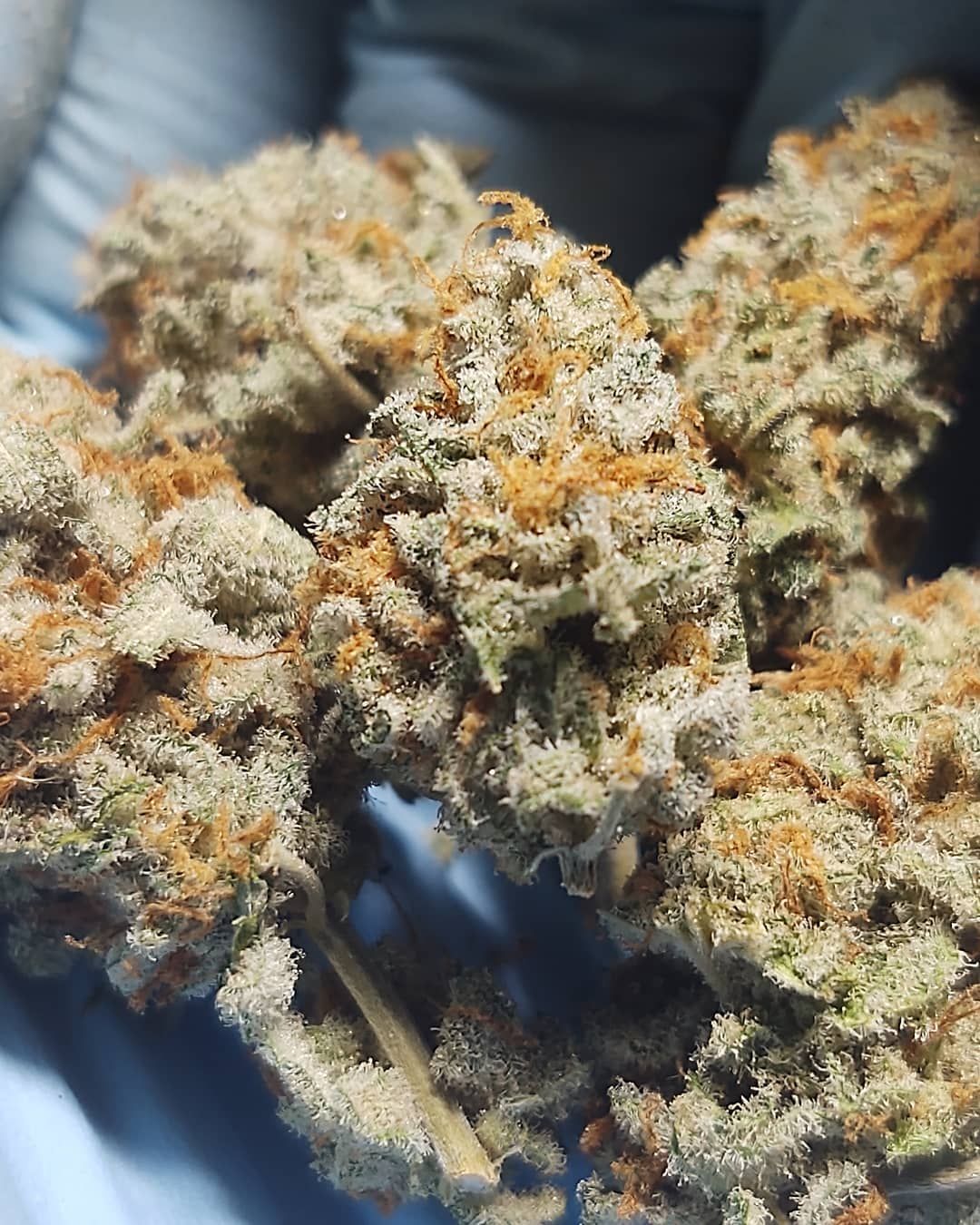 Mike's Strawberry Lemonade Strain Info / Mike's Strawberry Lemonade