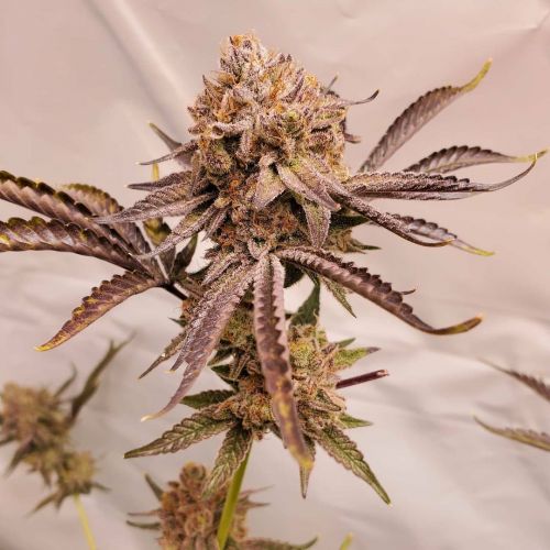 Truffle Monkey Strain Info / Truffle Monkey Weed By Exotic