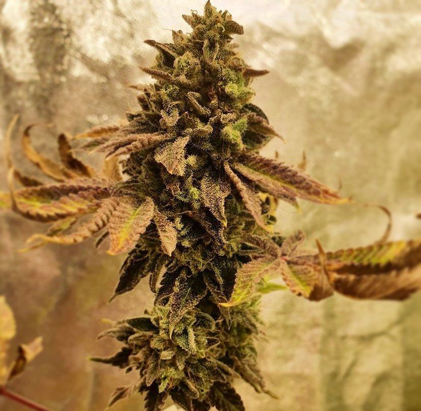 Banana Zkittlez Strain Info / Banana Zkittlez Weed By Medical Seeds