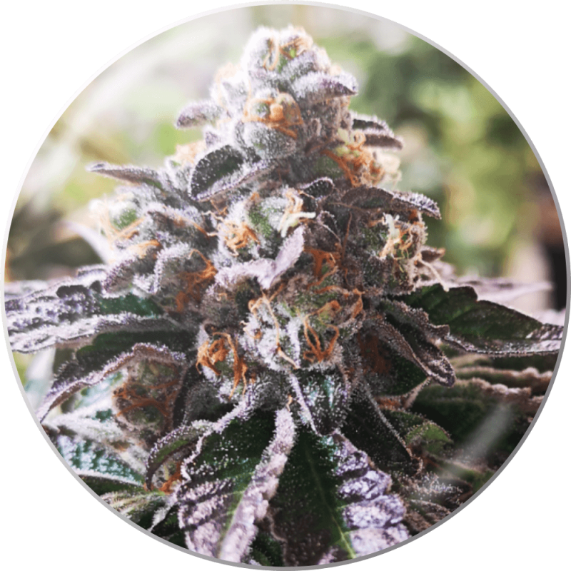 Cookies Purple Punch / Medical Seeds strain info GrowDiaries