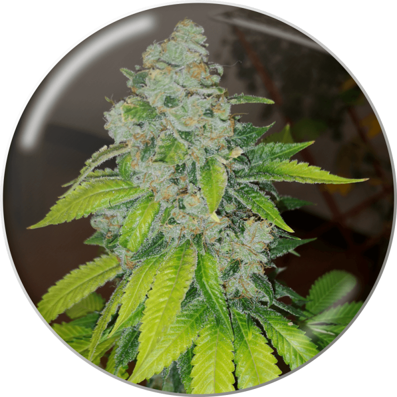 Zkittlez Strain Info / Zkittlez Weed By Medical Seeds GrowDiaries
