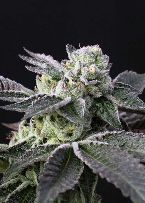 Guava Jelly CBD / Dark Heart Nursery strain info GrowDiaries