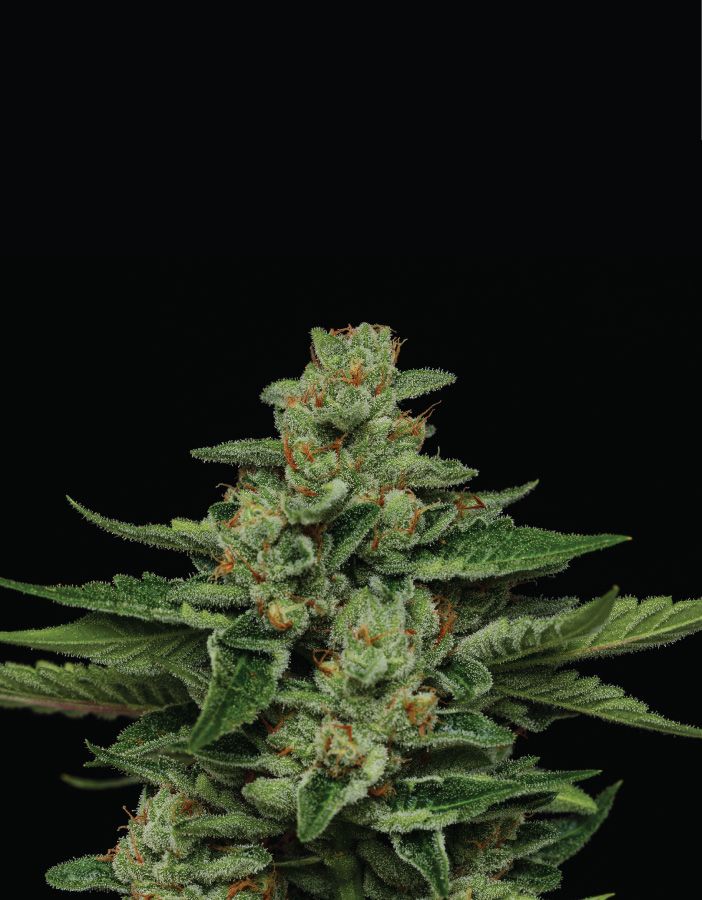 Fortune Cookie Strain Info / Fortune Cookie Weed By Humboldt Seed